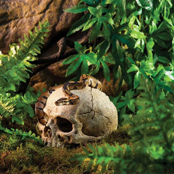 EXO TERRA Skull Czaszka ludzka duża kryjówka ozdoba dekoracja terrarium 15c