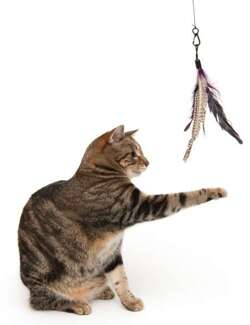 BIRD Długa wędka XXL dla kota zabawka z prawdziwymi piórami piórkami 190cm