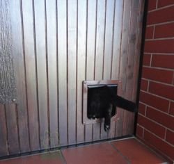 Cat Mate Large Cat Flap drzwi klapka dla dużego kota Maine Coona psa białe