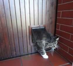 Cat Mate Large Cat Flap drzwi klapka dla dużego kota Maine Coona psa białe