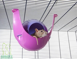 Domek dla szczura Sputnik XL Savic, fuksja-fiolet