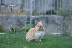 KERBL duży kojec wybieg klatka dla królika fretki 220cm +dach do ogrodu