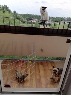 KERBL kojec wybieg klatka królika świnki kawii psa do ogrodu na balkon 6 el