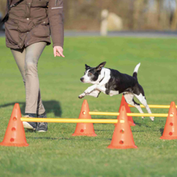 TRIXIE Activity Tor przeszkód pachołki slalom szkolenie zabawka psa agility