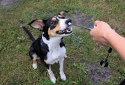 TRIXIE Clicker Kliker z antenką do szkolenia treningu psa królika kota 