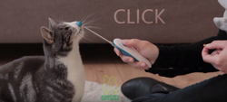 TRIXIE Clicker Kliker z antenką do szkolenia treningu psa królika kota 
