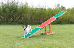 TRIXIE Fun Agility Huśtawka równoważnia kładka treningowa szkolenie psa 3m