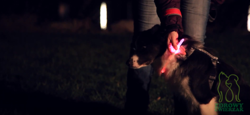 TRIXIE Obroża psa LED świecąca migająca do przycięcia USB 45cm M-L