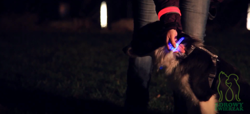 TRIXIE Obroża psa LED świecąca migająca do przycięcia USB 45cm M-L