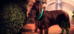 TRIXIE Obroża psa LED świecąca migająca do przycięcia USB różowa 45cm M-L