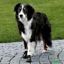 TRIXIE Walker Active Buty psa ochronne z protektorem oddychające 2 szt. XL