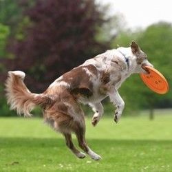 TRIXIE frisbee miękki dysk aport zabawka do aportowania dla psa 19 cm